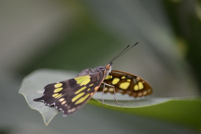 During the day, the black and white butterfly perches on the green leaves in close-up
